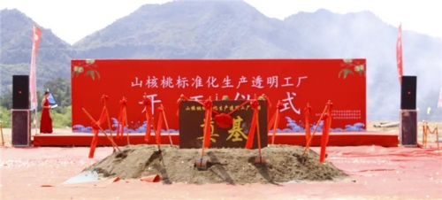 【一线投影】临安区年产10000吨山核桃标准化生产透明工厂项目开工  ！